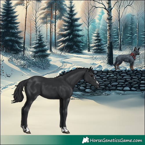 Horse Color:Black 
