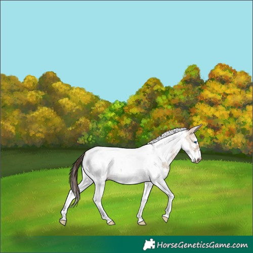 Horse Color:Bay Dun Sabino Tobiano Frame Appaloosa 