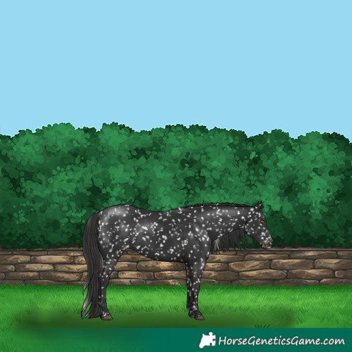 Horse Color:Liver Chestnut Snowflake Varnish 