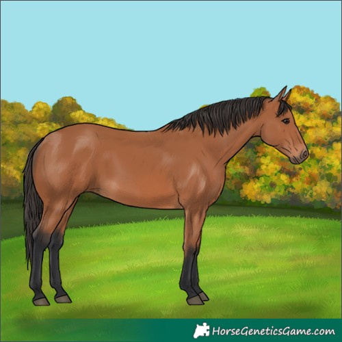 Horse Color:Bay 