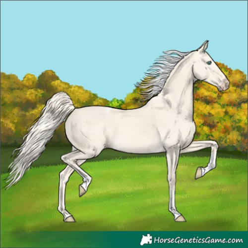 Horse Color:Cremello Dun Tobiano 