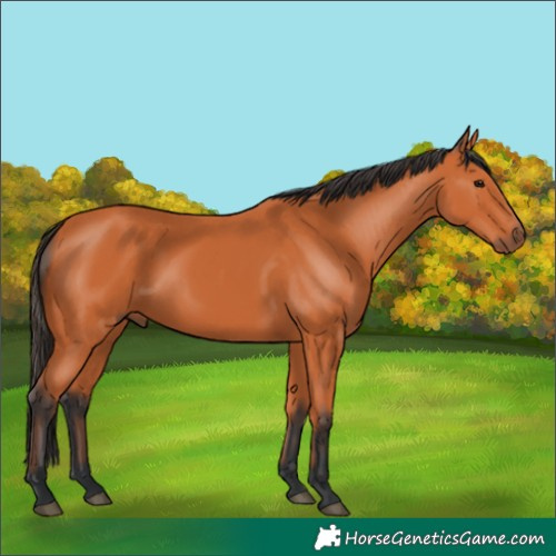 Horse Color:Bay 