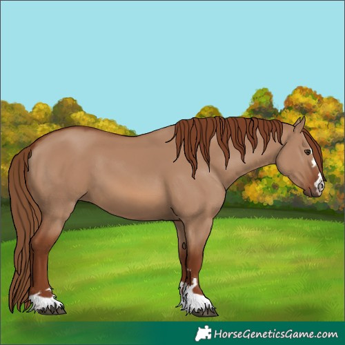 Horse Color:Unknown 