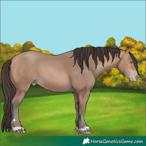 Horse Color:Unknown 