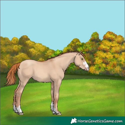 Horse Color:Unknown 
