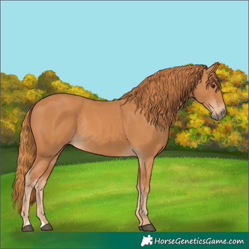 Horse Color:Chestnut Rabicano 