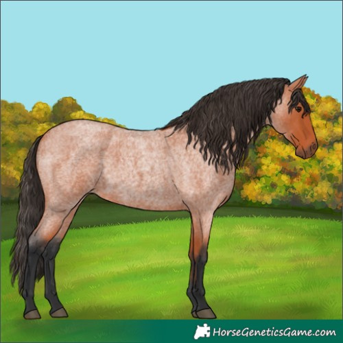 Horse Color:Bay Roan