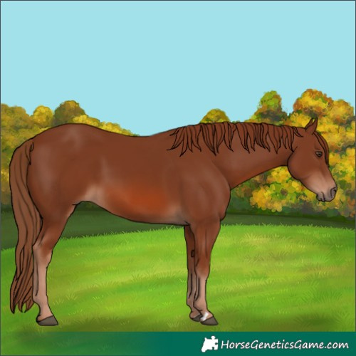 Horse Color:Chestnut 