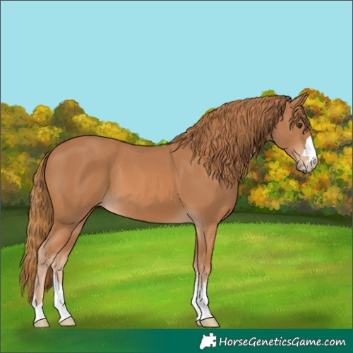 Horse Color:Chestnut 