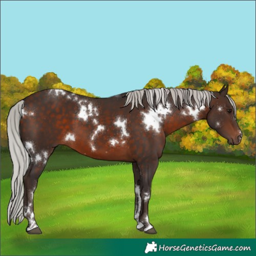 Horse Color:White Spotted Silver Brown 