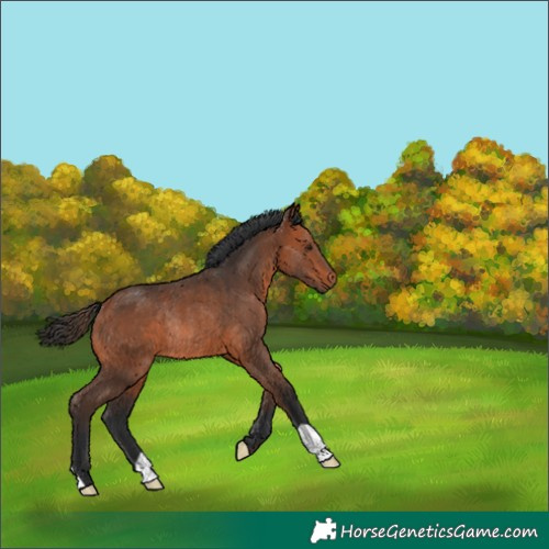 Horse Color:Bay Rabicano 
