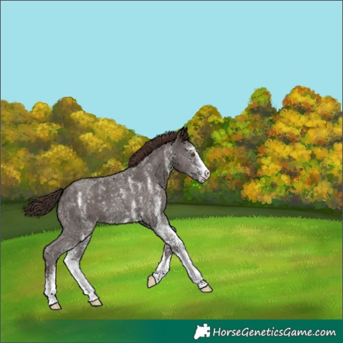 Horse Color:Liver Chestnut Sabino 
