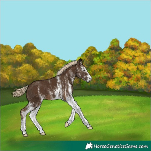 Horse Color:Gray White Spotted Chocolate Palomino 
