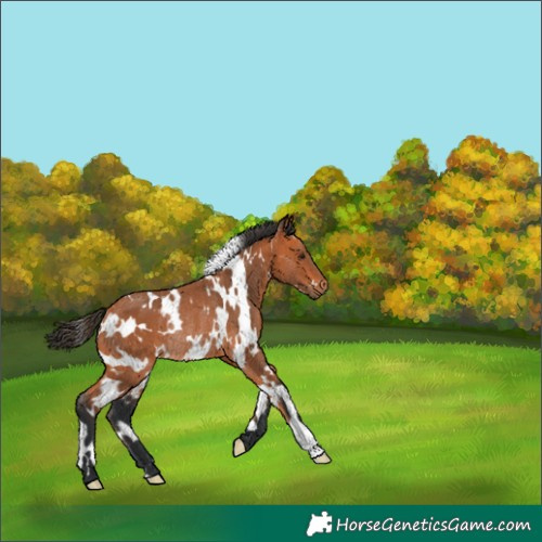Horse Color:White Spotted Bay Rabicano 