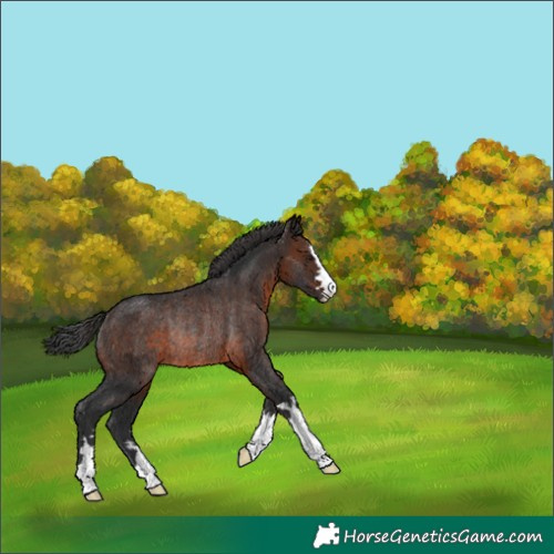 Horse Color:Brown Rabicano 