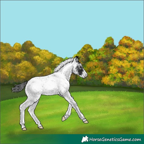 Horse Color:Gray White Spotted Brown 