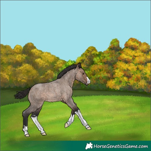 Horse Color:Brown Roan Dun 