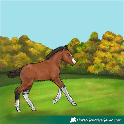 Horse Color:Bay 