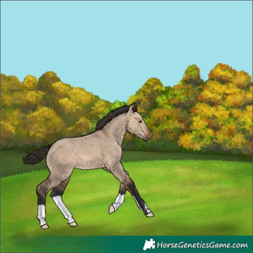 Horse Color:Bay Dun 