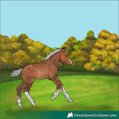 Horse Color:Silver Bay Rabicano 