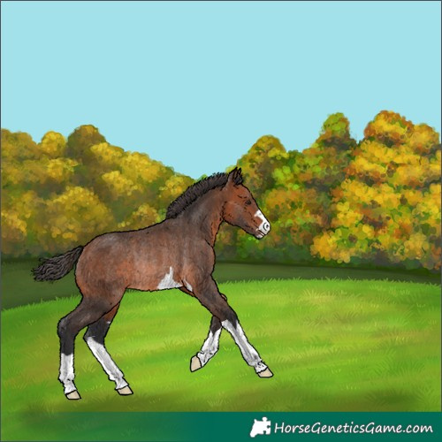 Horse Color:Bay Rabicano 