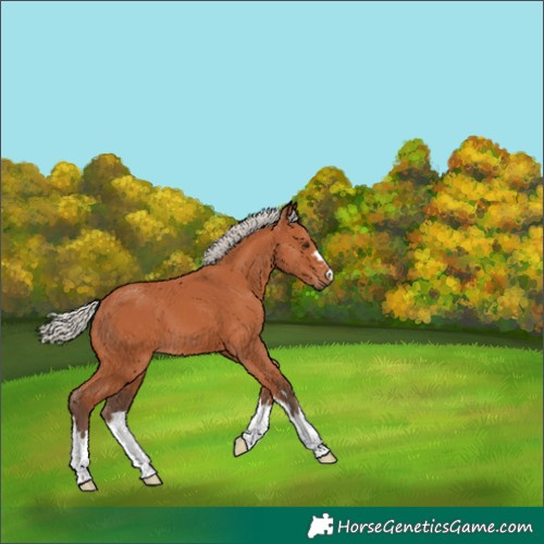Horse Color:Silver Bay 