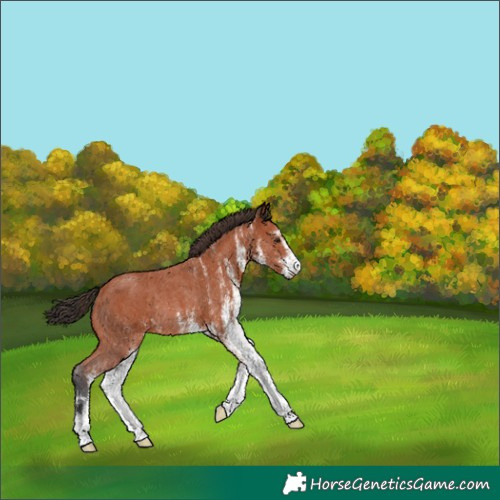 Horse Color:White Spotted Bay Rabicano 