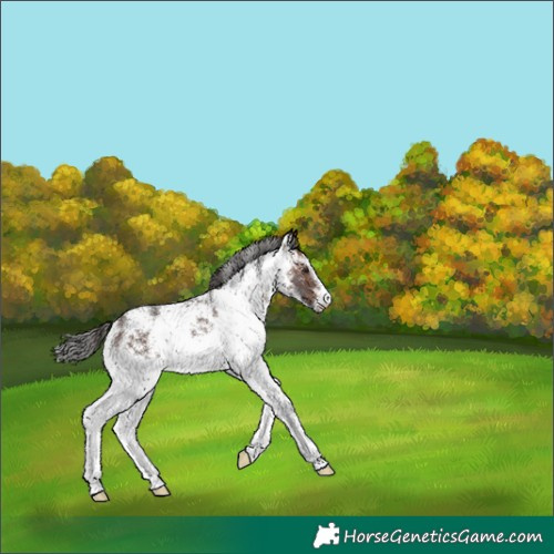 Horse Color:White Spotted Brown 
