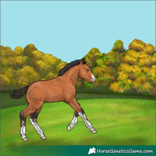 Horse Color:Bay 