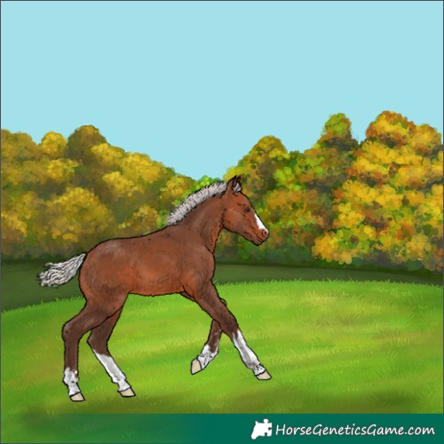 Horse Color:Silver Brown 