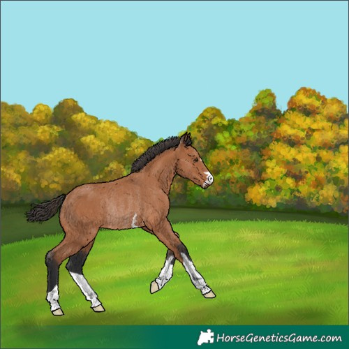 Horse Color:Bay Rabicano 