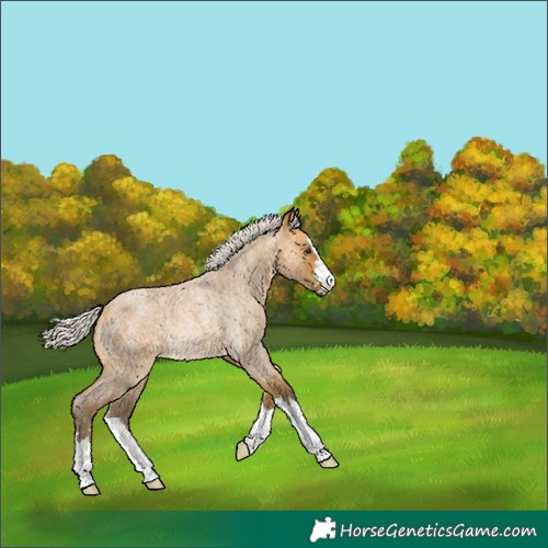 Horse Color:Silver Buckskin Roan Rabicano 