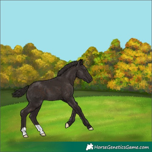 Horse Color:Liver Chestnut 