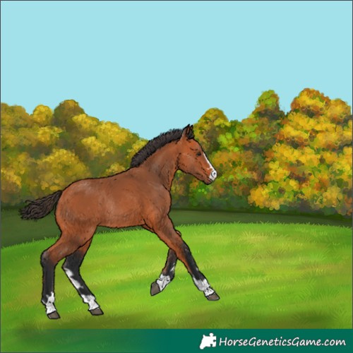 Horse Color:Bay Rabicano 