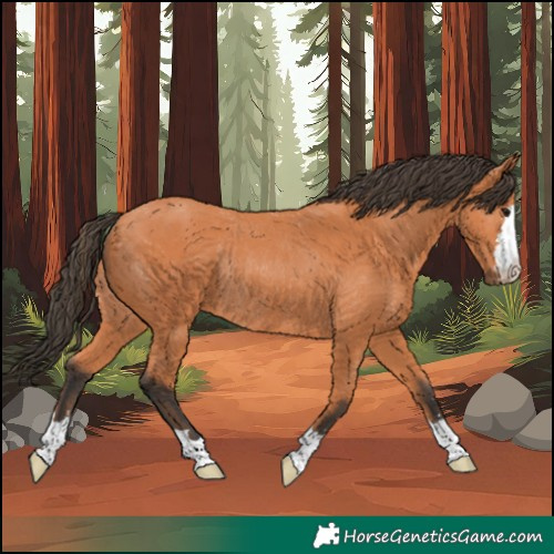 Horse Color:Bay Rabicano 