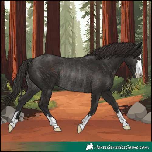 Horse Color:Liver Chestnut Rabicano 
