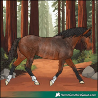 Horse Color:Bay Rabicano
