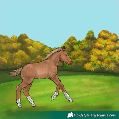 Horse Color:Chestnut Rabicano 