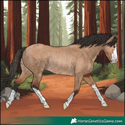 Horse Color:Bay Dun Rabicano 