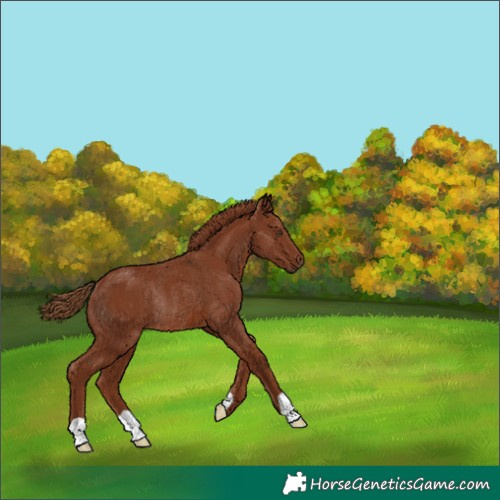 Horse Color:Chestnut Rabicano 