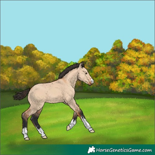 Horse Color:Bay Dun 