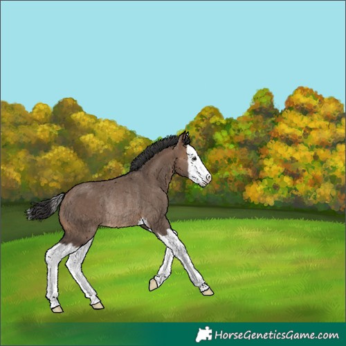 Horse Color:Brown Dun Splash Rabicano 
