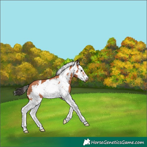 Horse Color:Bay Splash Frame Rabicano 
