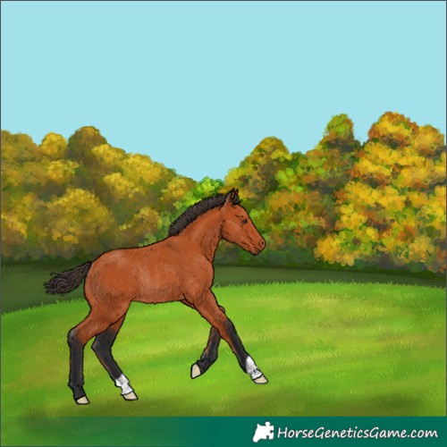 Horse Color:Bay Rabicano 