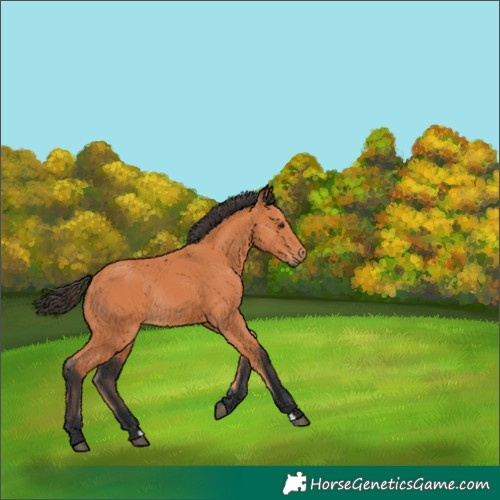 Horse Color:Bay Rabicano 