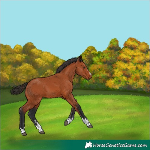 Horse Color:Bay 