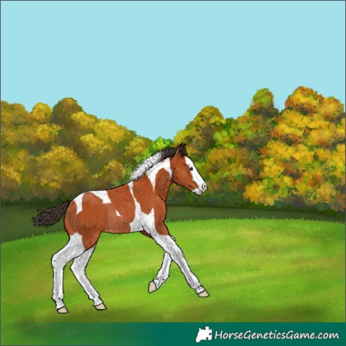 Horse Color:Bay Splash Tobiano Rabicano 
