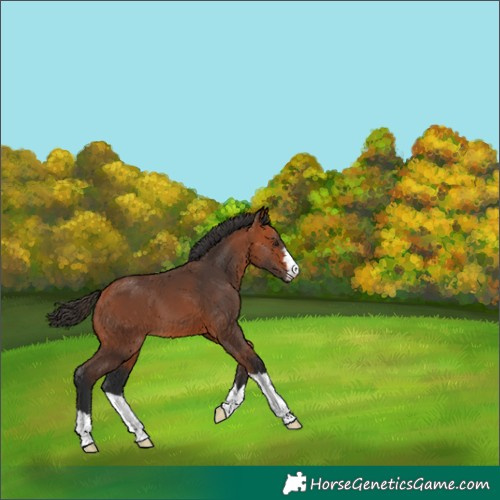 Horse Color:Bay 