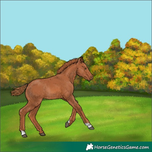 Horse Color:Chestnut Rabicano 
