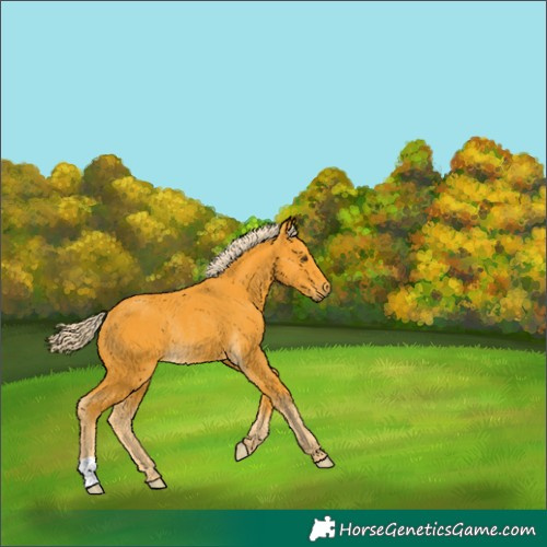 Horse Color:Palomino Rabicano 